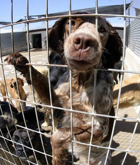 Piden un albergue municipal para animales abandonados en Elche