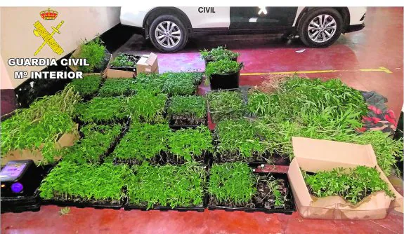 Desarticulados varios cultivos 'indoor' de marihuana en Calp con más de 6.000 plantas