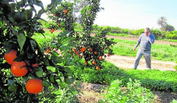 Agricultura alerta de una plaga de insectos en cítricos de la Vega Baja