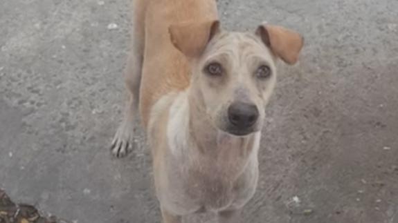 ¿Dónde lleva la comida que le dan este perro callejero?