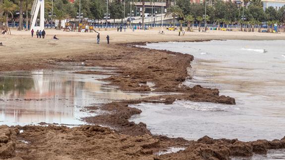 Las playas siguen llenas de algas dos semanas después del temporal