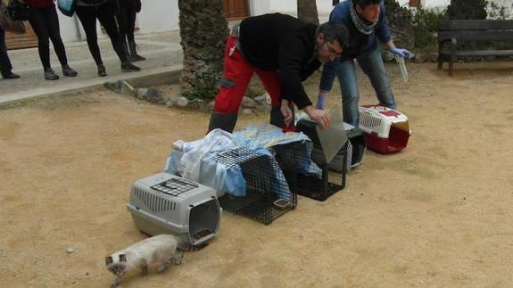 El Ayuntamiento esteriliza los 160 gatos de las colonias registradas en Tabarca
