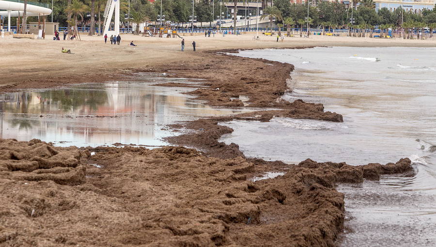 El PP denuncia suciedad y abandono en el paseo y la playa de El Postiguet