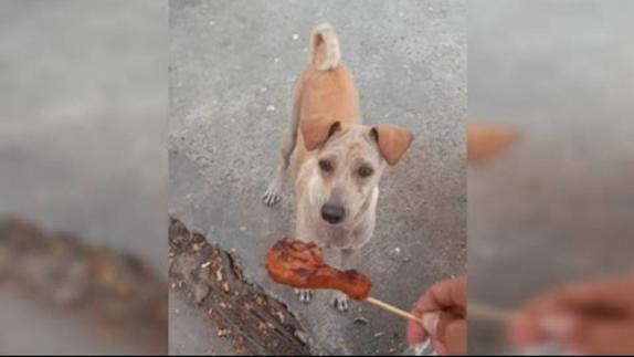 ¿A quién entregaba esta perra hambrienta la comida que le daban?