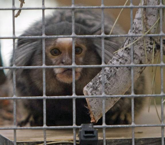 El centro de primates de Villena espera un segundo análisis del mono con VIH
