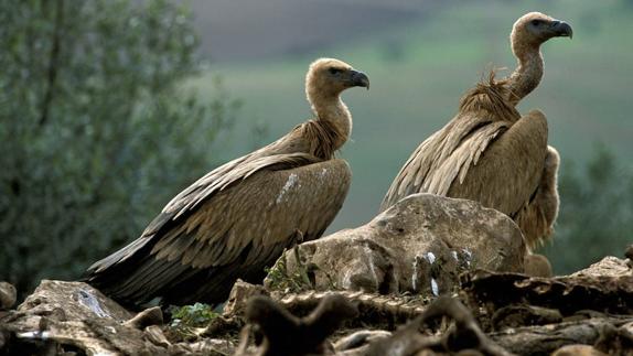 La falta de medios hace peligrar la colonia de buitres leonados en Alcoy