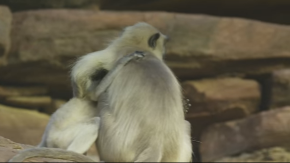 Un grupo de monos llorando la muerte de lo que creen uno de ellos