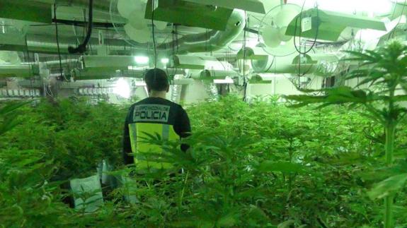 La Policía desmantela un cultivo de marihuana con 1.000 plantas