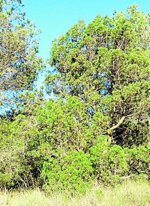 Arranca el I Concurso de Pintura 'Tetraclinis'