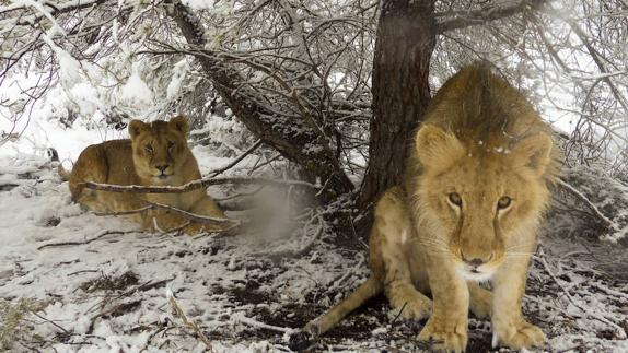 Animales exóticos viendo nevar