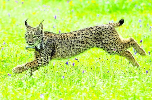 Una exposición da a conocer la situación actual del lince ibérico