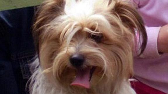 Abandonan a su perro a -30 grados y muere de frío