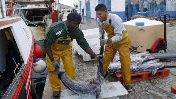 Las descargas de pesca fresca descendieron un 15% en Cartagena en 2016