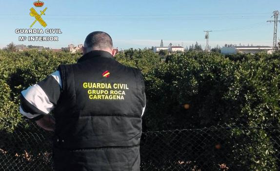 Tres detenidos por el robo de una tonelada y media de naranjas en el Campo de Cartagena