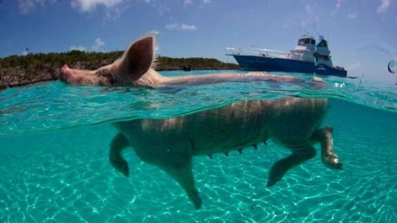 Mueren siete cerdos nadadores por ingerir alcohol en Bahamas