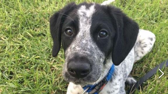 Indignación en un aeropuerto al ver cómo abaten a tiros a un perro entrenado para detectar explosivos