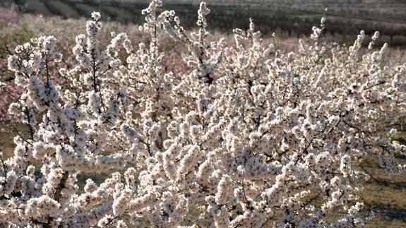 Moratalla abre una ventana a la floración