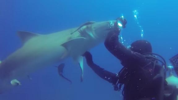 Un tiburón pide ayuda a un buzo para que le quite un anzuelo