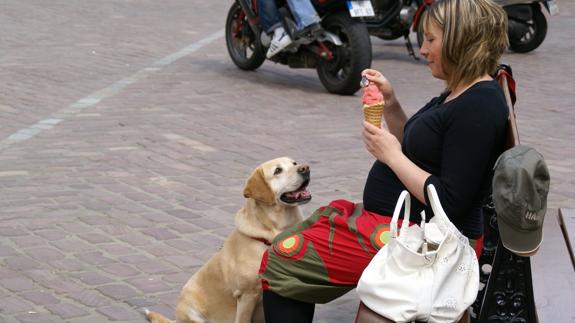Abre la primera heladería para perros