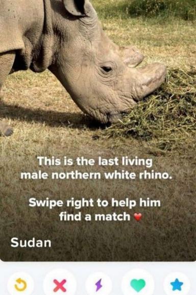 Sudán, el último rinoceronte blanco del mundo, se hace Tinder