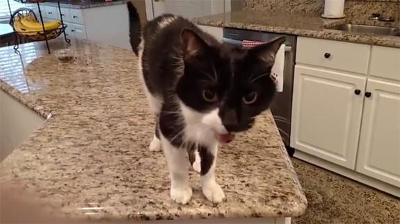 Así es el gato con el maullido más grave del mundo